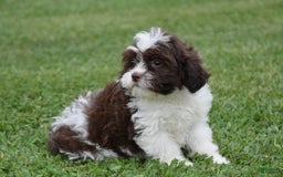 Teddy Bear dogs for sale: Archer - Image 3