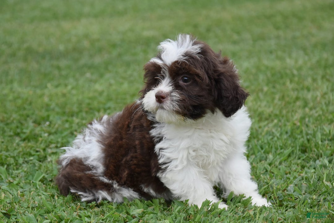 Teddy Bear dogs for sale: Archer - Image 3