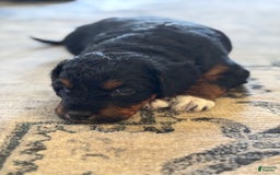 Aussiedoodle dogs for sale: Enola - Listing for pets: Enola - Image 3