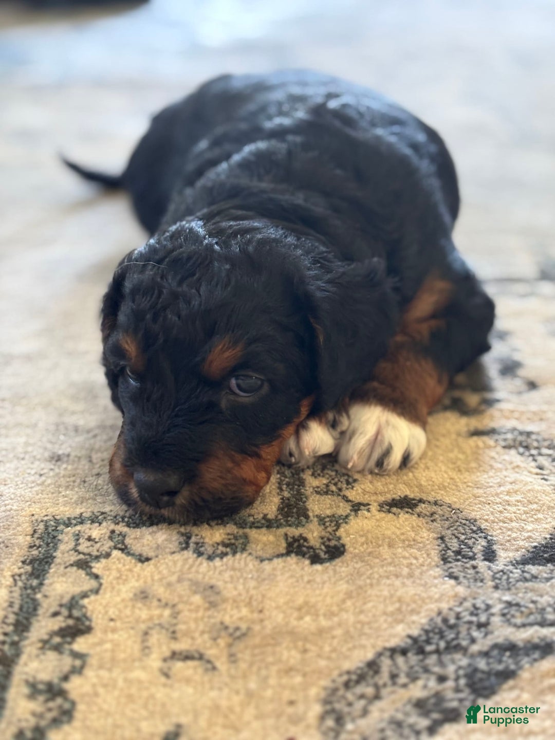 Aussiedoodle dogs for sale: Enola - Listing for pets: Enola - Image 3