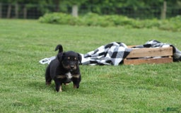 English Shepherd dogs for sale: Mocha - Image 9