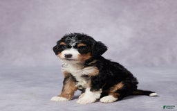 Mini Bernedoodle dogs for sale: Anna - Image 5