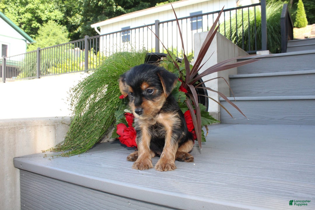 Yorkshire Terrier dogs for sale: Tucker - Image 17