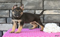 German Shepherd dogs for sale: Melody - Image 4