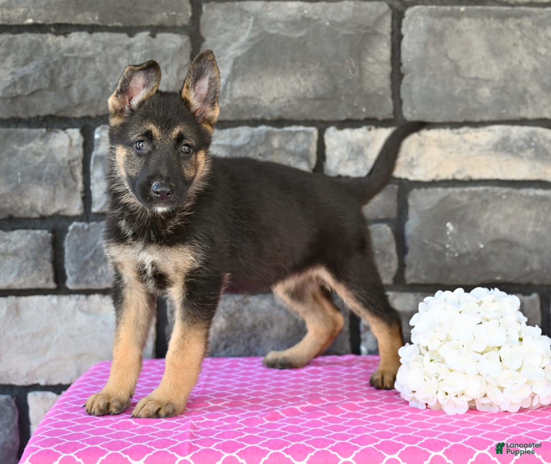 German Shepherd dogs for sale: Melody - Image 4