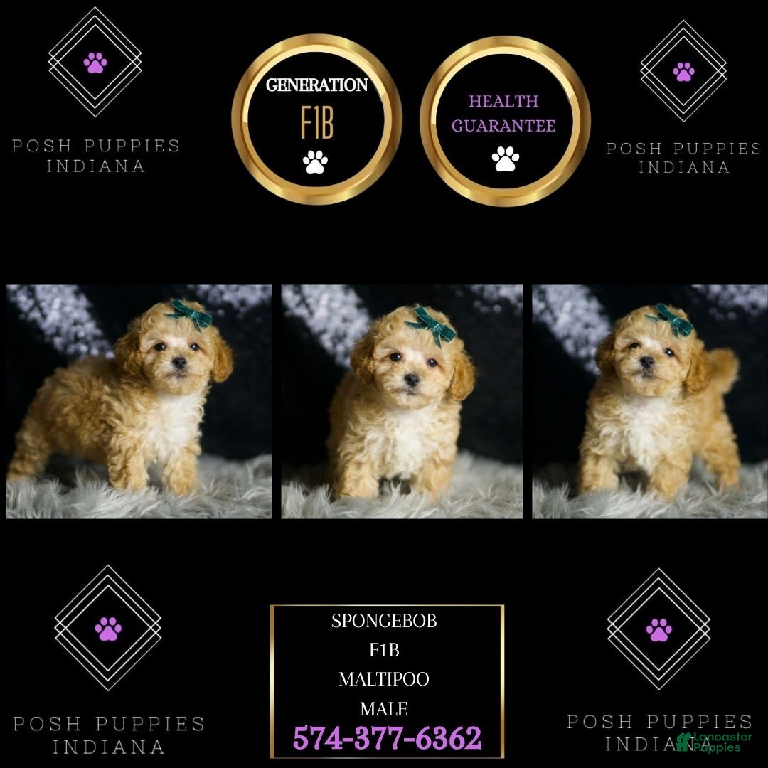 Maltipoo dogs for sale: Maltipoo 4 puppies - Image 7