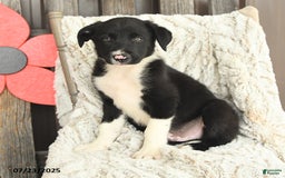 Border Collie dogs for sale: Nickles - Image 1