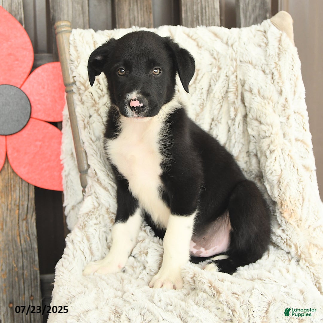 Border Collie dogs for sale: Nickles - Image 1
