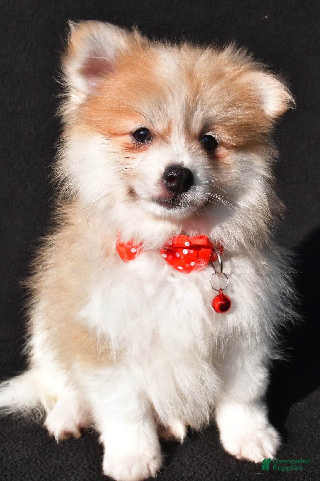 Pomeranian dogs for sale: Pomeranian 2 puppies - Image 5