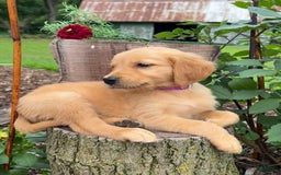 Golden Retriever dogs for sale: Stella - Image 2