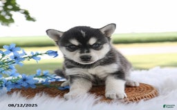 Alaskan Klee Kai dogs for sale: Bo - Image 1