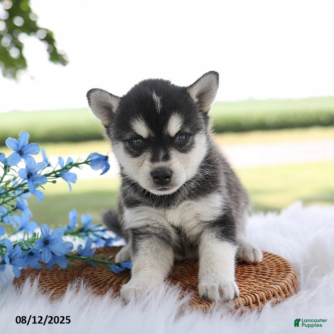 Alaskan Klee Kai dogs for sale: Bo - Image 1