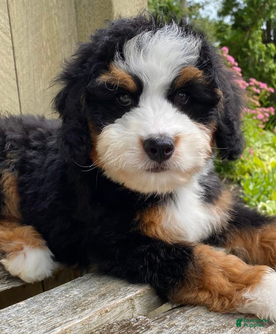 Mini Bernedoodle dogs for sale: 💙 Boston Ma 💙 Mini Bernedoodle - Image 7