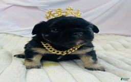 French Bulldog dogs for sale: Gotti - Image 8