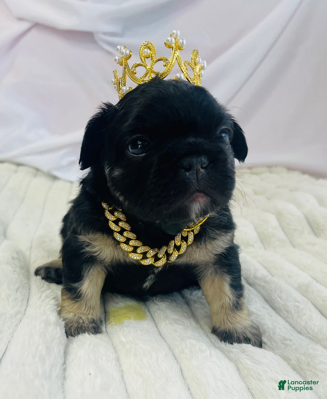 French Bulldog dogs for sale: Gotti - Image 8