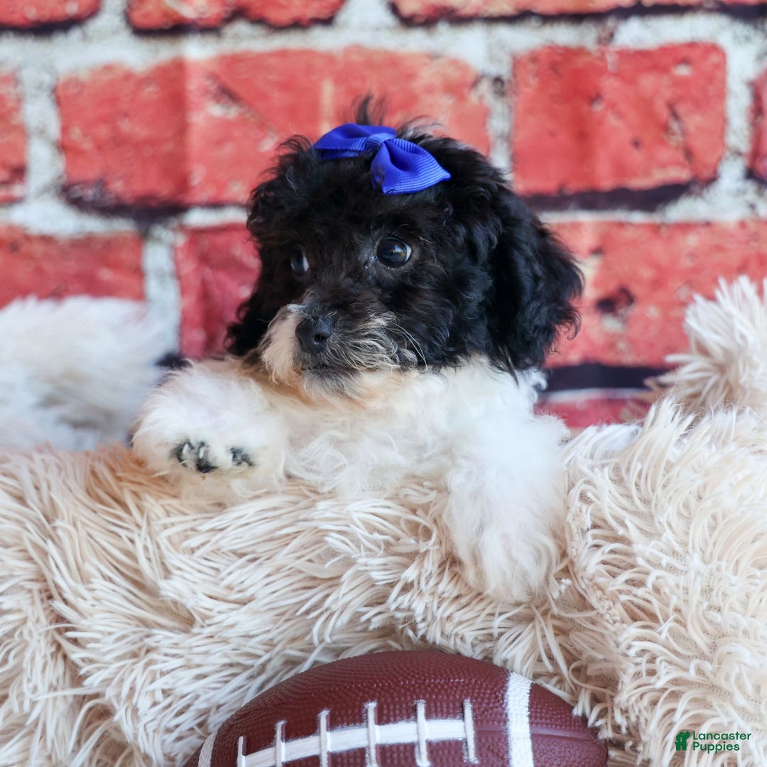 Bichpoo dogs for sale: Barney - Image 15