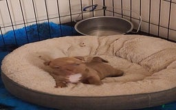 American Bully dogs for sale: Bravo - Image 4