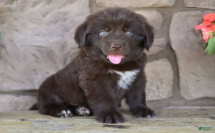Newfoundland dogs for sale - Ad 4
