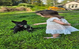 Dutch Shepherd dogs for sale: Puppy - Image 4