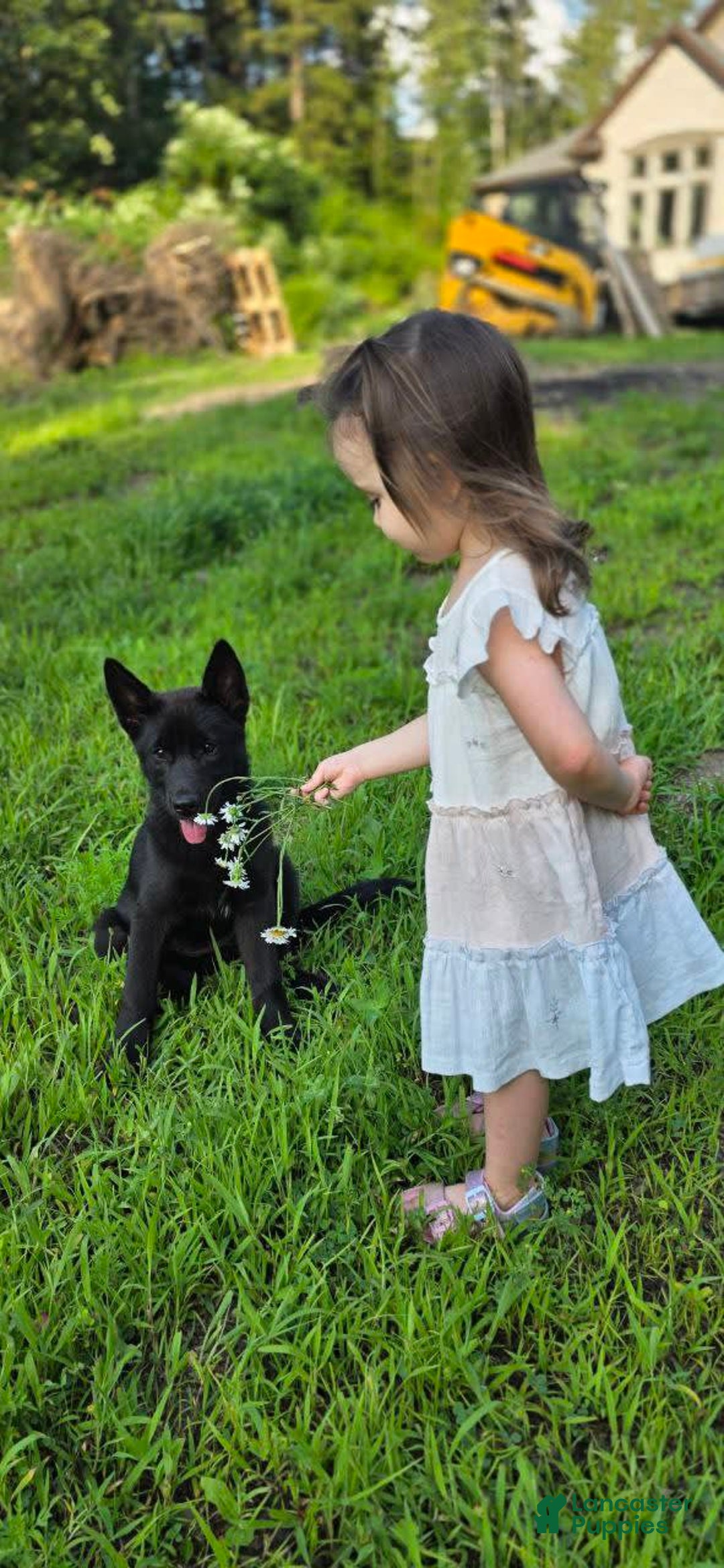 Dutch Shepherd dogs for sale: Puppy - Image 4