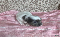 Chihuahua dogs for sale: Blue Sky Long Coat - Image 2