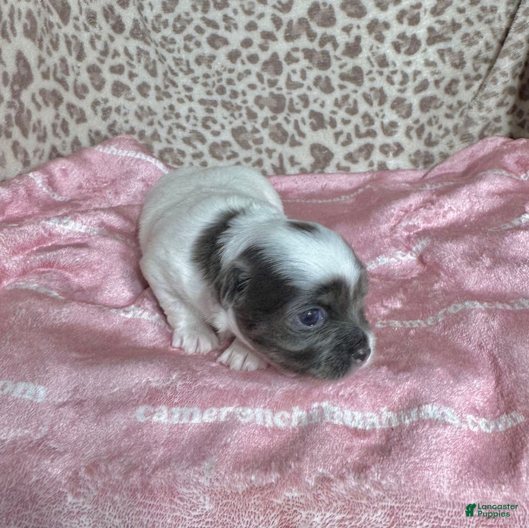 Chihuahua dogs for sale: Blue Sky Long Coat - Image 2