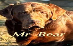 Labrador Retriever dogs for stud: Mr Bear - Image 1