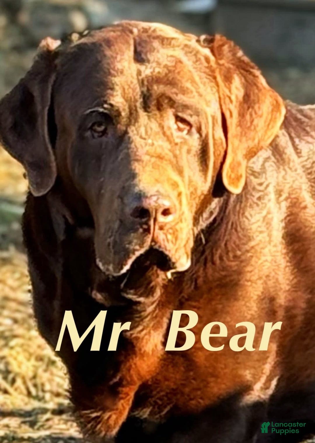 Labrador Retriever dogs for stud: Mr Bear - Image 1