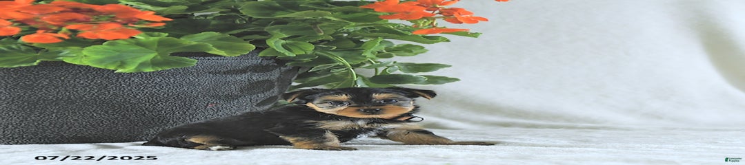 Kona