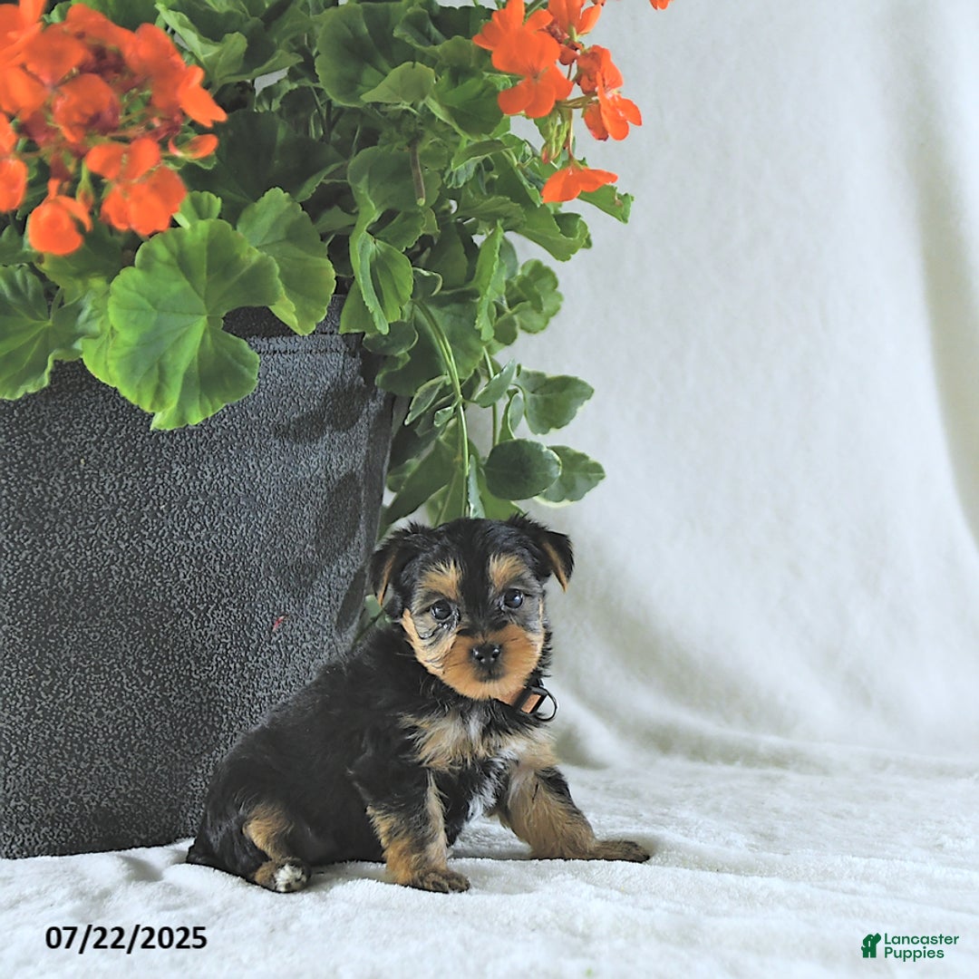 Yorkshire Terrier dogs for sale: Kona - Image 3