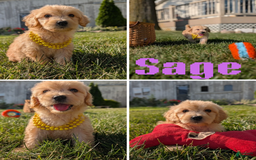 Goldendoodle dogs for sale: Sage - Image 1
