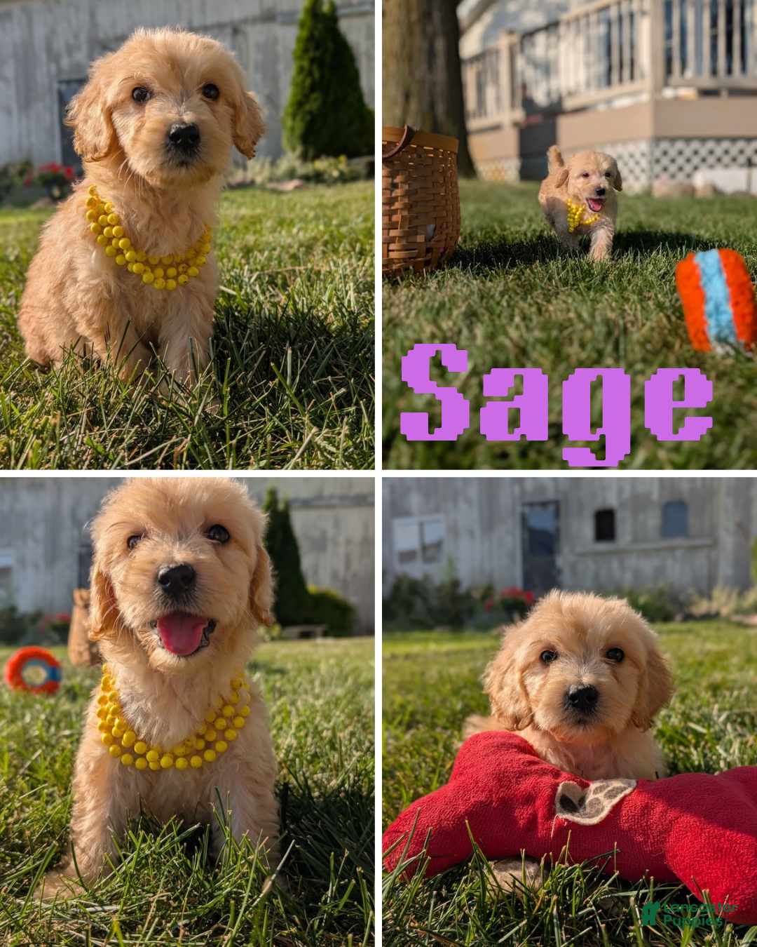 Goldendoodle dogs for sale: Sage - Image 1
