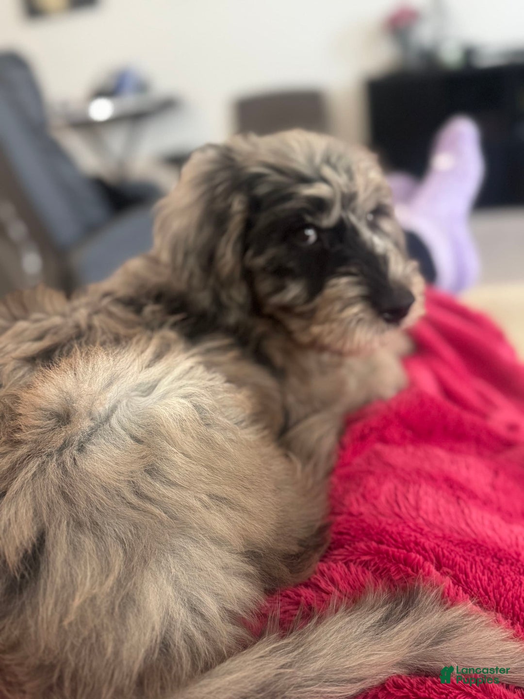Goldendoodle dogs for sale: Armani - Image 8