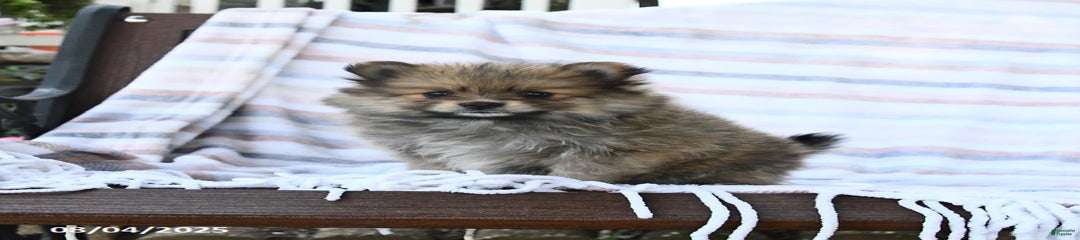 Cinnamon