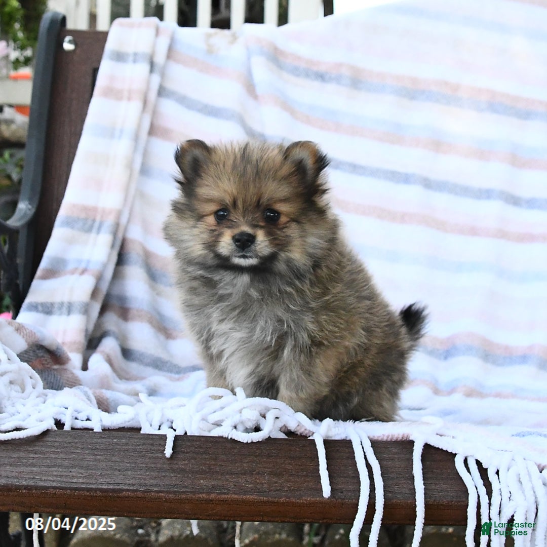 Pomeranian dogs for sale: Cinnamon - Image 1