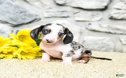 Miniature Dachshund dogs for sale: Zeus - Image 5