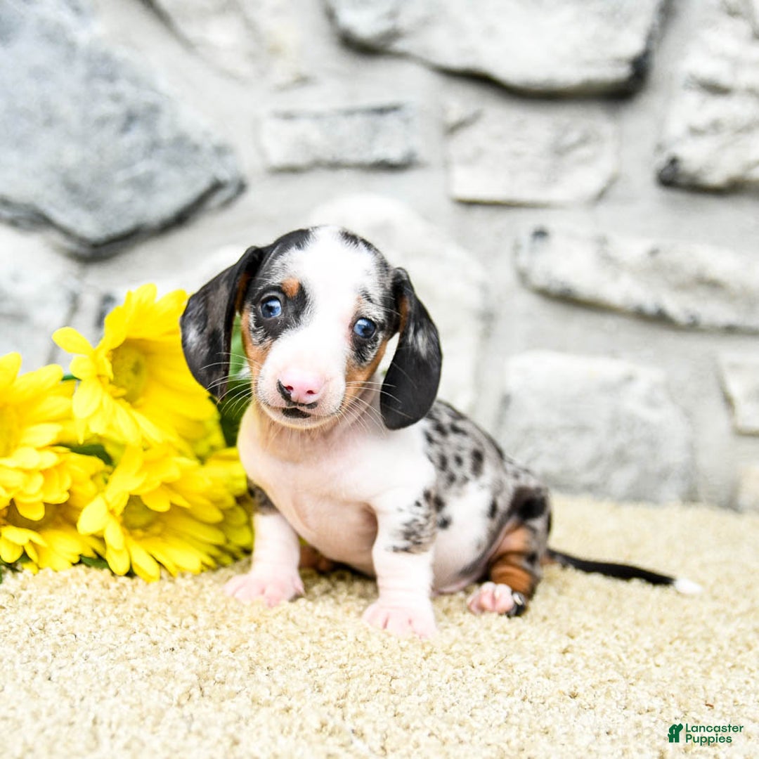 Miniature Dachshund dogs for sale: Zeus - Image 5
