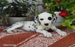 Dalmatian dogs for sale: Roxie - Image 4