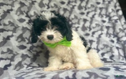 Cavapoo dogs for sale: Luke - Image 4