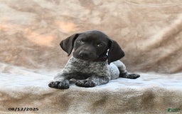 German Shorthaired Pointer dogs for sale: Chicago - Image 2