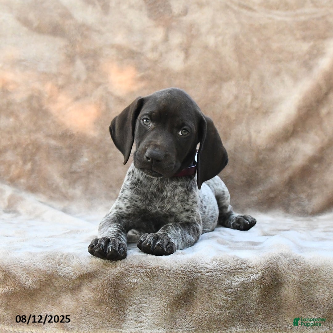 German Shorthaired Pointer dogs for sale: Chicago - Image 2