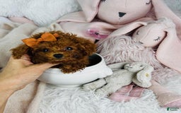 Toy Poodle dogs for sale: Presi - Image 1