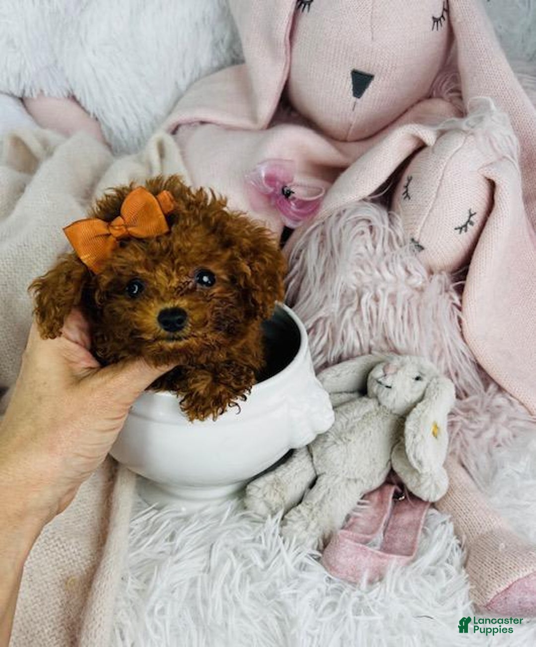 Toy Poodle dogs for sale: Presi - Image 1