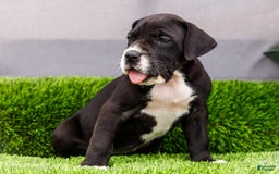 Great Dane dogs for sale: Kathy - Image 9