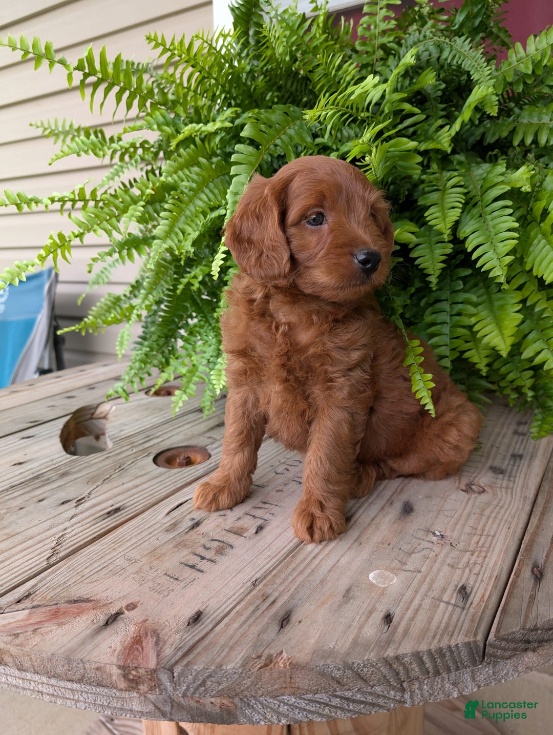 Mini Goldendoodle dogs for sale: Mini-logan - Image 34
