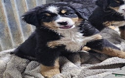 Bernese Mountain Dog dogs for sale: Pink Collar - Image 2