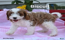 Cavapoo dogs for sale: Biscuit - Image 1
