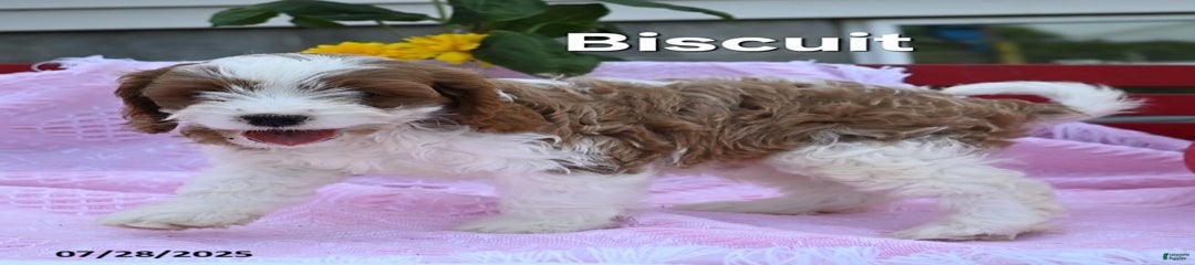 Biscuit