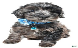 Cockapoo dogs for sale: Wanda - Image 1