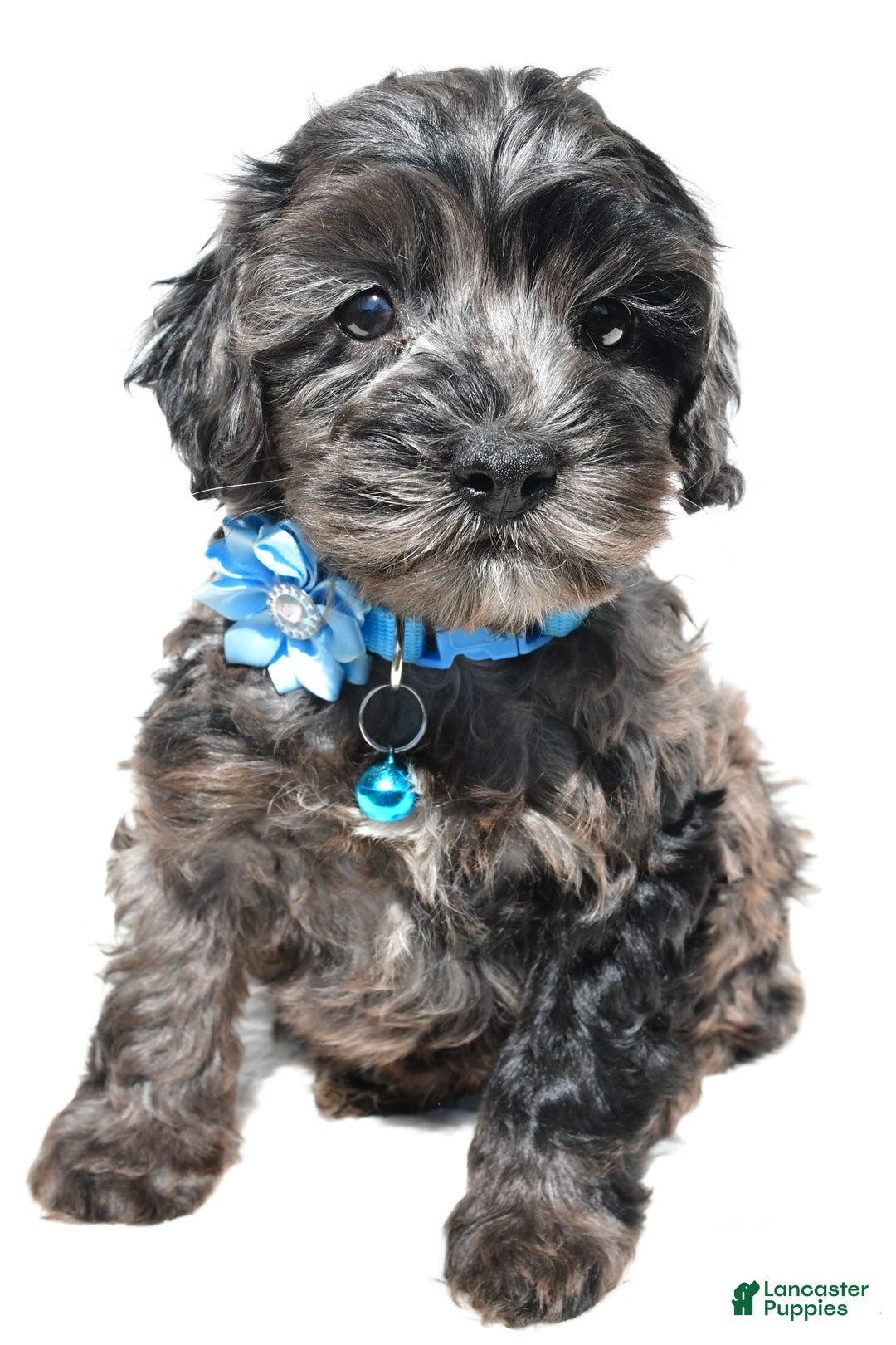 Cockapoo dogs for sale: Wanda - Image 1